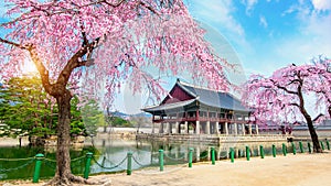 Gyeongbokgung Palace with cherry blossom in spring, Seoul in Korea.