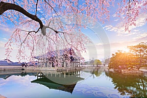 Gyeongbokgung palace with cherry blossom tree in spring time in