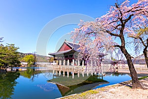 Gyeongbokgung palace with cherry blossom tree in spring time in seoul city of korea, south korea