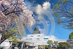 Gyeongbokgung palace with cherry blossom tree in spring time in seoul city of korea, south korea