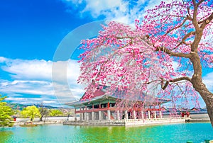 Gyeongbokgung palace with cherry blossom tree in spring time in seoul,south korea