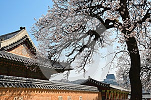 Gyeongbokgung palace with historic building and blooming apricot blossom trees in spring ,korea, south korea. Asia. photo