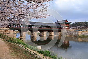 Gyeongju Woljeong Bridge with cherry blossoms photo