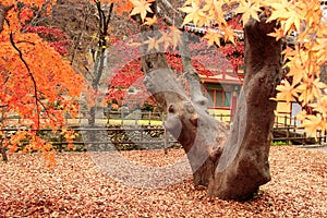 Gyeryongsan National Park Korea