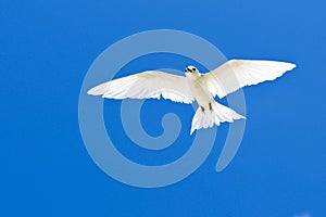 Gygis alba in blue sky