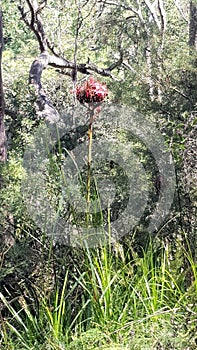 Gymea Lilly, Doryanthes excelsa in the Strickland State Forest