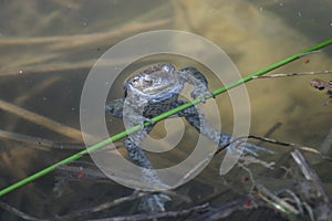 Gymnast frog photo