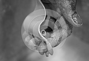 Gymnast Hand with Dowel Grip photo