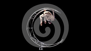 Gymnast a rotates on a metal structure moon in a vertical string. Black background. Slow motion