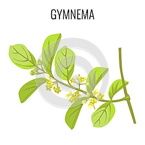 Gymnema ayurvedic medicinal herb on white background. Realistic vector