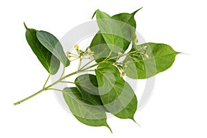 Gymnema inodorum green leaves and flowers isolated on white background.top view ,flat lay