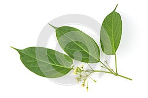 Gymnema inodorum green leaves and flowers isolated on white background.top view ,flat lay