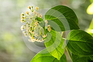 Gymnema inodorum green leaves and flowers on nature background