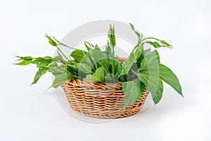 Gymnema inodorum leaf in the basket