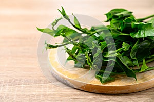 Gymnema inodorum leaf, Herbal medicine plant for diabetes treatment