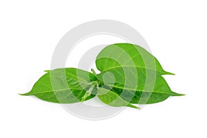 Gymnema inodorum leaf isolated on white background, tropical  herb