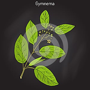 Gymnema sylvestre, or cowplant, gurmari, medicinal plant