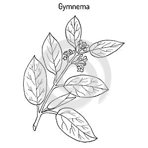 Gymnema sylvestre, or cowplant, gurmari, medicinal plant