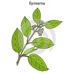 Gymnema sylvestre, or cowplant, gurmari, medicinal plant