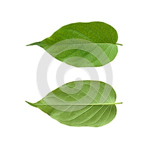Gymnema sylvestre leaf isolated on white background.