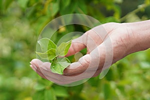 Gymnema Sylvestre Medicinal Plant Leaves. Gurmar organic  Plant