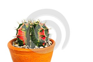 Gymno variegata cactus in a pot.