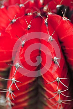 Gymnocalicium variegated very rare cactus plant in garden