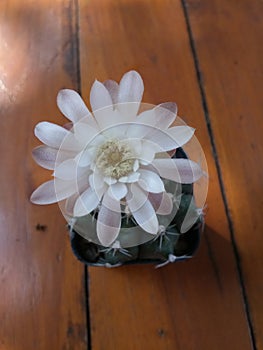 Gymnocalycium