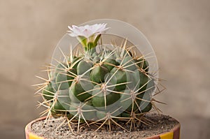 GYMNOCALYCIUM BALDIANUM Dwarf Chinese Cactus photo