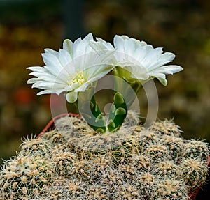 Gymnocalycium bruchii - cactus blooming with white flowers in the spring collection, Ukraine
