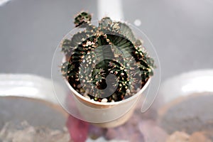 Gymnocalycium cactus in a baked clay pot