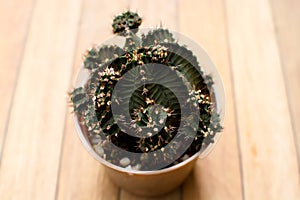 Gymnocalycium cactus in a baked clay pot