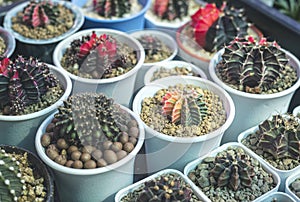 Gymnocalycium cactus or colorful gymno cacti