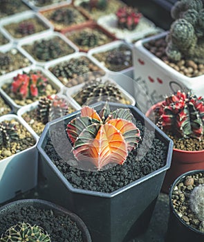 Gymnocalycium cactus or colorful gymno cacti