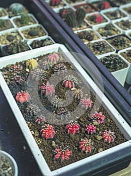 Gymnocalycium cactus or colorful gymno cacti