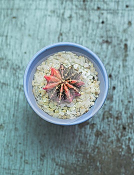 Gymnocalycium cactus or colorful gymno cacti