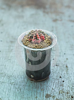 Gymnocalycium cactus or colorful gymno cacti