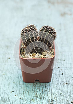 Gymnocalycium cactus or colorful gymno cacti