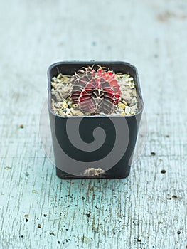 Gymnocalycium cactus or colorful gymno cacti