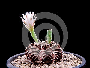 Gymnocalycium cactus with pink flower blooming