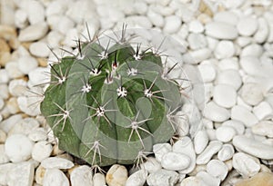 Gymnocalycium cactus on the small white pebbles for an ornamental plant in the rock garden
