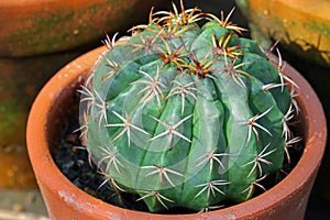 Gymnocalycium Cactus with thick spider spines photo