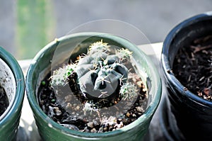 Gymnocalycium damsii v tucavocense, gymnocalycium damsii ssp or cactus