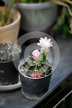 Gymnocalycium ,Gymnocalycium mihanovichii or gymnocalycium mihanovichii variegated with flower or cactus flower