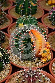 Gymnocalycium hybrid variegated in cactus farm