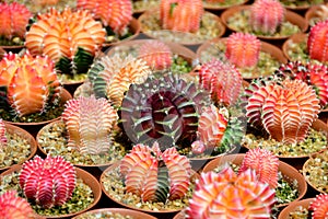 Gymnocalycium hybrid variegated in cactus farm