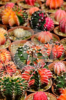 Gymnocalycium hybrid variegated in cactus farm