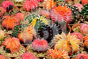 Gymnocalycium hybrid variegated in outdoor farm