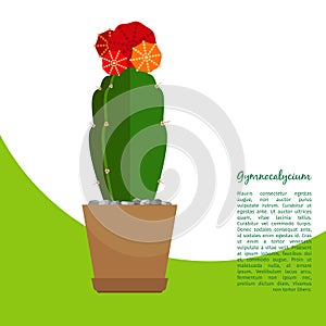 Gymnocalycium indoor plant in pot banner