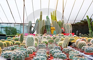 Gymnocalycium, mammillaria, stetsonia, cereus, cleistocactus a variety of farm grown in greenhouses industrial. Business for sale